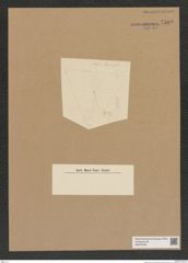 Diatomeae indet. Zeichnungen Sammlung Grunow Nr. 7589 (NHMW-BOT-W0376748)